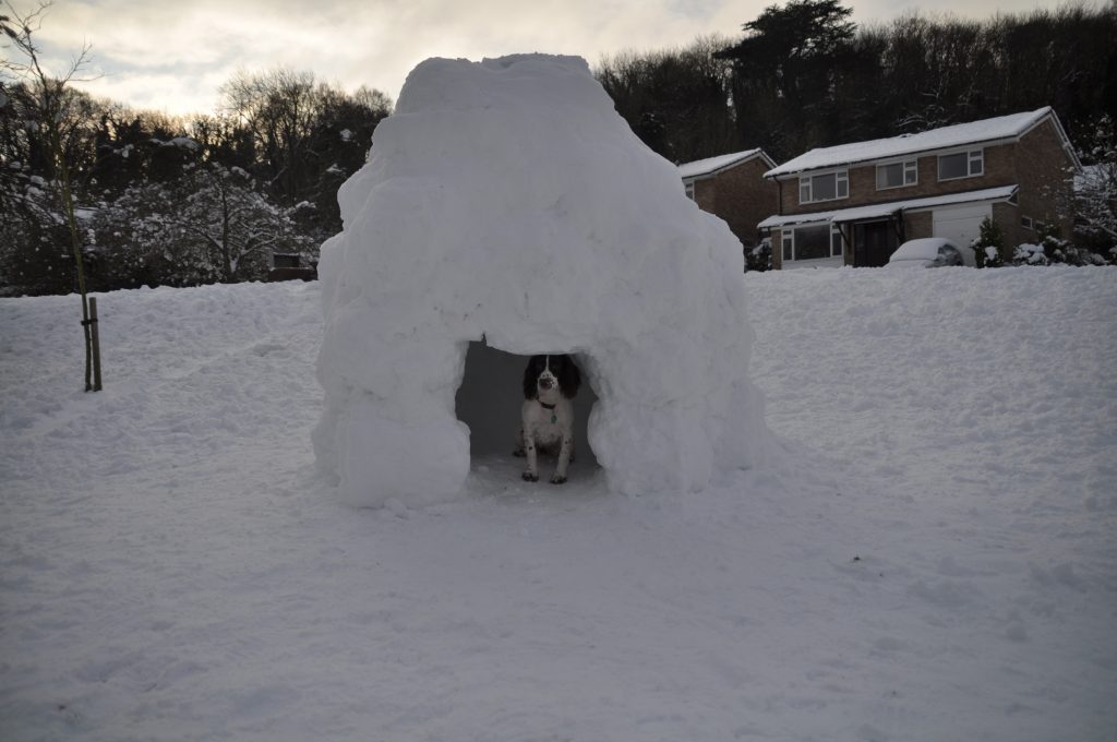 Rosie in Igloo